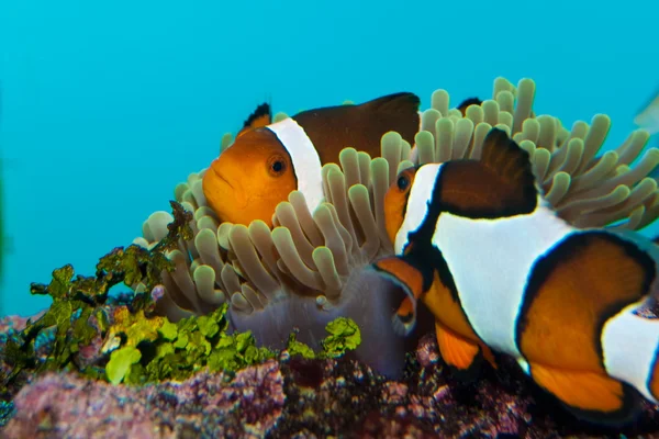 Clownfische im Aquarium — Stockfoto