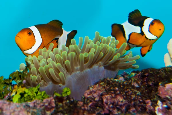 Amphiprion pary — Zdjęcie stockowe