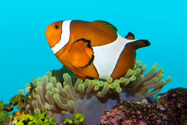 Clownfish on anemone — Stock Photo, Image