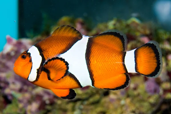 Peixe-palhaço — Fotografia de Stock