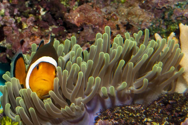 Clownfish in Aquarium — Stock Photo, Image