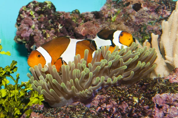 Clownfish in Aquarium — Stock Photo, Image