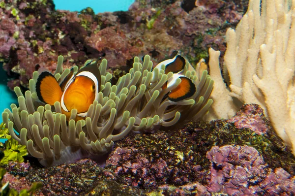 Par Clownfish (Amphirion ocellaris) en Anemone — Foto de Stock