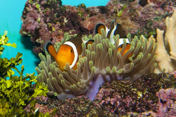 Par Clownfish (Amphirion ocellaris) en Anemone — Foto de Stock