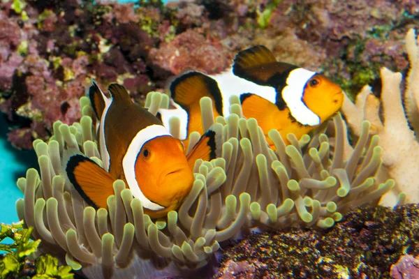 Par Clownfish (Amphirion ocellaris) en Anemone — Foto de Stock