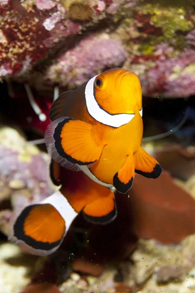 Clownfische im Aquarium — Stockfoto