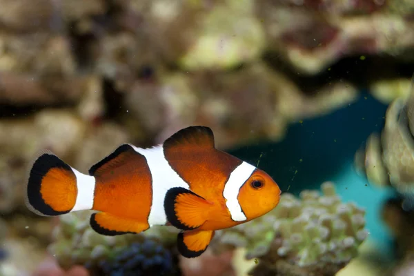 Pesce pagliaccio in acquario — Foto Stock