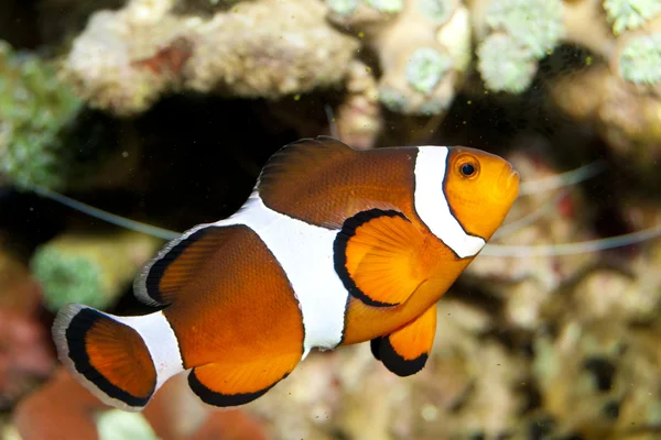 Clownfische im Aquarium — Stockfoto