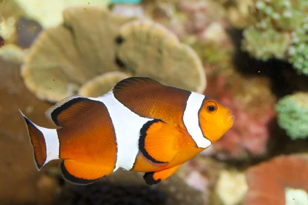 在水族馆中的小丑鱼 — 图库照片