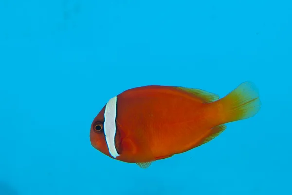 在水族馆的番茄小丑鱼 — 图库照片
