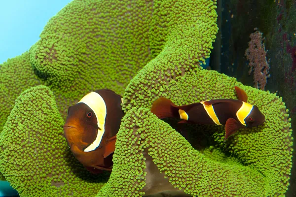 Βυσσινί κίτρινη λωρίδα clownfish ζευγάρι — Φωτογραφία Αρχείου