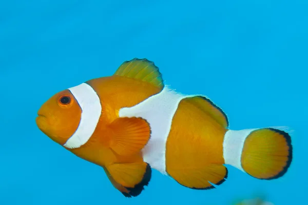 Ocellaris clownfish — Φωτογραφία Αρχείου