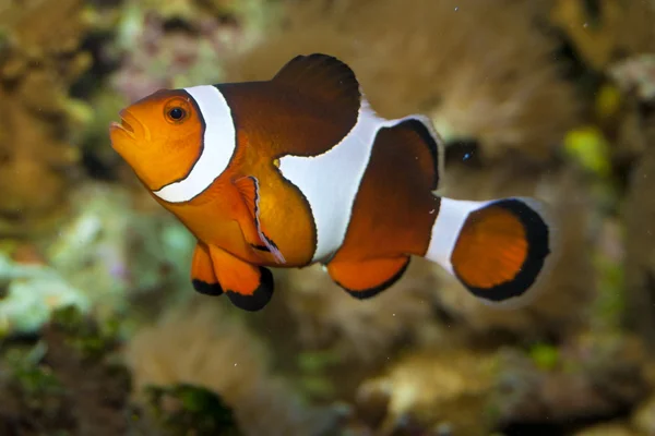 Pesce pagliaccio in acquario — Foto Stock