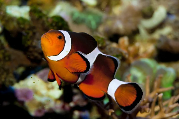 Clownfish σε ενυδρείο — Φωτογραφία Αρχείου