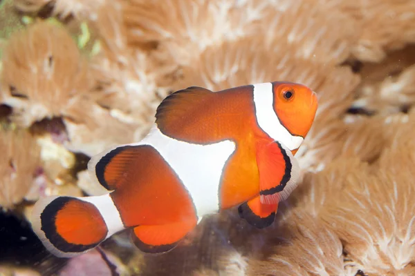 Clownfish — Stock Fotó