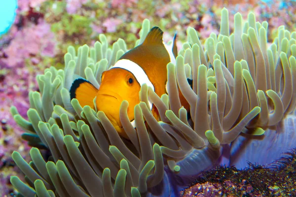 Clown Fish in Anemone — Stock Photo, Image
