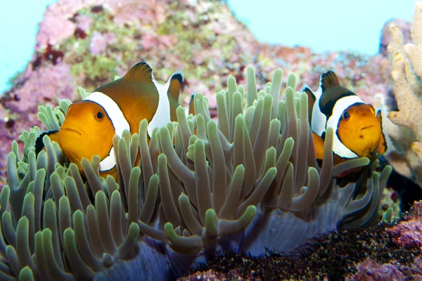 Peces payaso en Anemone — Foto de Stock