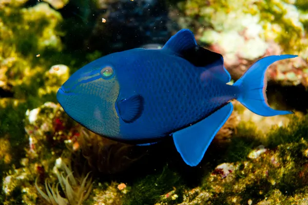 O Triggerfish diente rojo — Foto de Stock