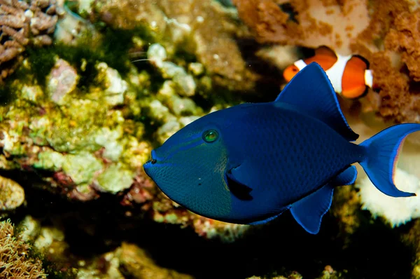 O Triggerfish diente rojo — Foto de Stock