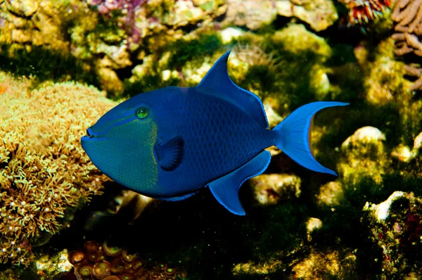 Или Redtooth Triggerfish — стоковое фото