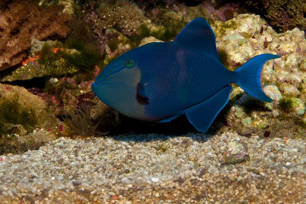 Eller Rødtann Triggerfish – stockfoto