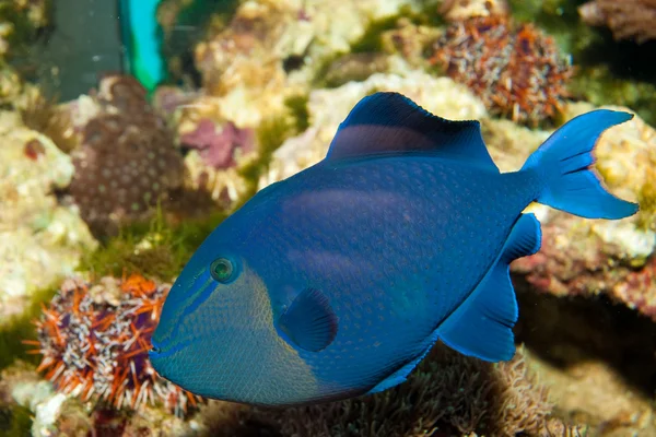 Ou Triggerfish Redtooth — Fotografia de Stock