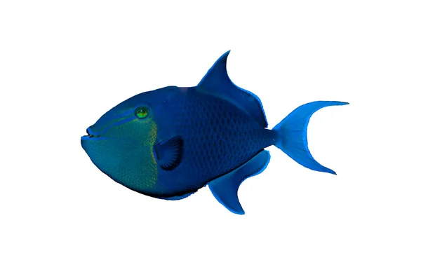 Ou Triggerfish Redtooth — Fotografia de Stock