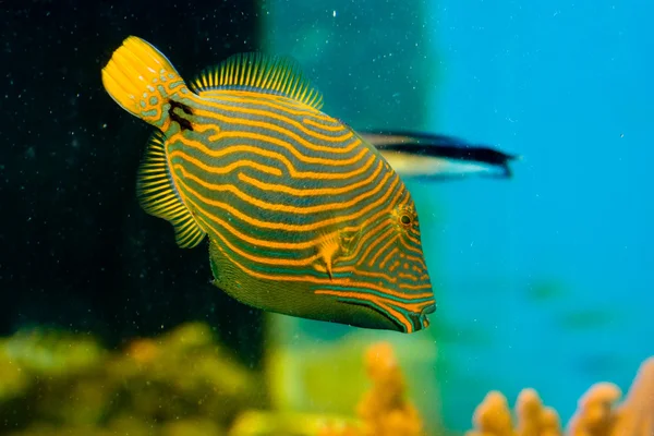 Pesce grilletto rivestito arancione — Foto Stock