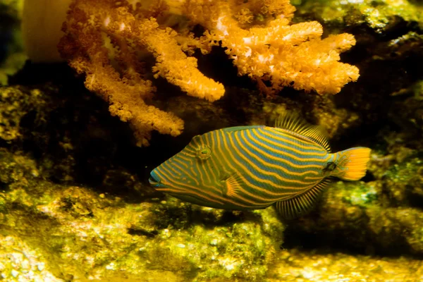 Orange Lined Trigger Fish — Stock Photo, Image
