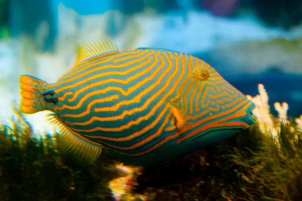 オレンジ色の裏地のトリガーの魚 — ストック写真