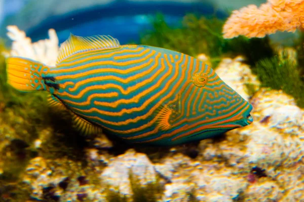 Laranja forrado Gatilho Peixe — Fotografia de Stock