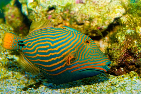 Orange Lined Trigger Fish — Stock Photo, Image