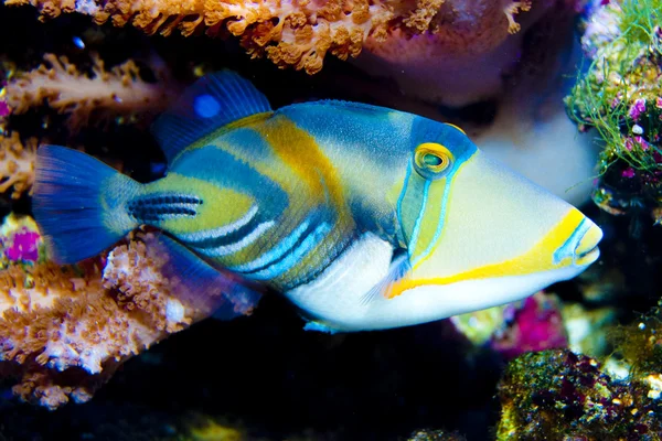 Picasso-Drückerfisch — Stockfoto