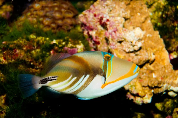 Picasso Triggerfish — Stock Photo, Image