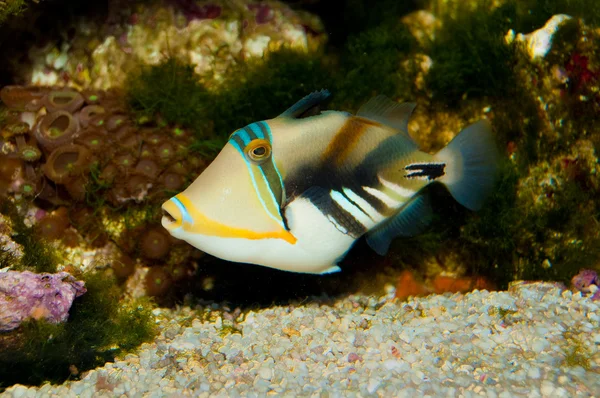 Picasso Triggerfish — Zdjęcie stockowe