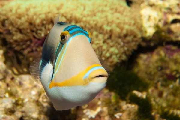 Picasso Triggerfish — Stock Photo, Image