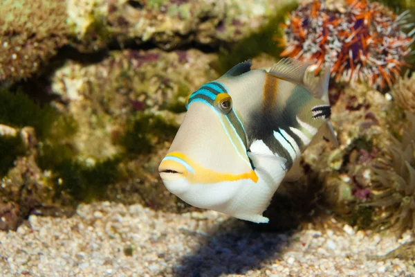 Picasso Triggerfish — Stok fotoğraf