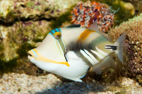 Picasso Triggerfish — Stok fotoğraf