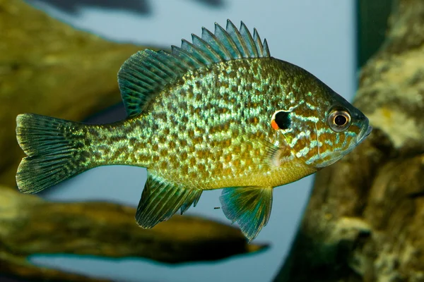 Semillas de calabaza (Lepomis gibossus ) —  Fotos de Stock