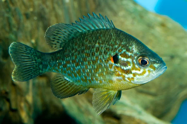 Zonnebaars (Lepomis gibossus) — Stockfoto