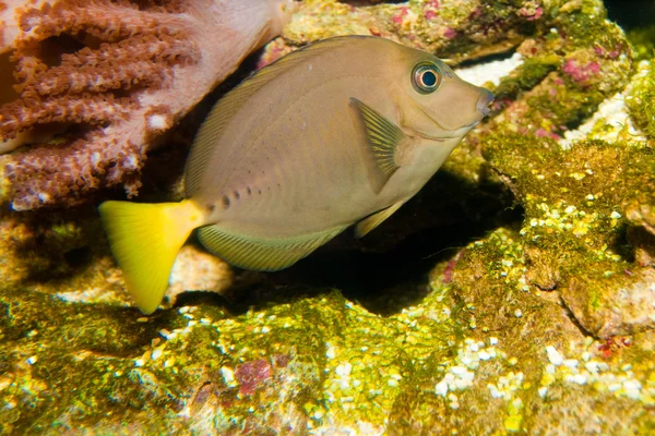 Břitva surgeonfish — Stock fotografie