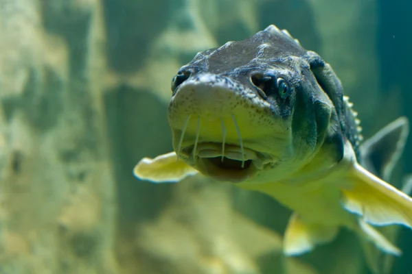 Beluga, Avrupa mersin balığı