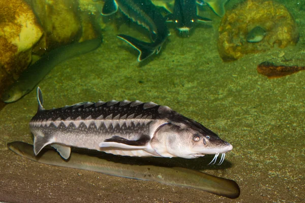 Beluga, European Sturgeon — Stock Photo, Image