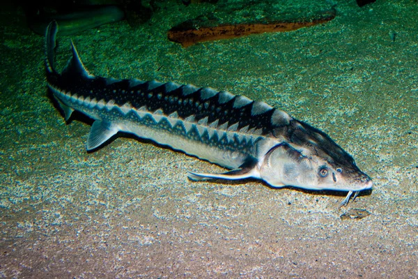 Beluga, European Sturgeon — Stock Photo, Image