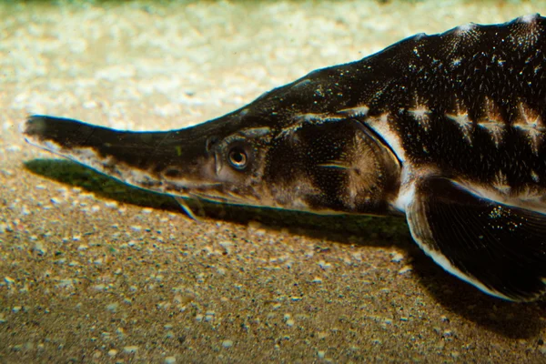 Beluga, Avrupa mersin balığı — Stok fotoğraf