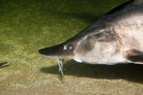 Beluga, Europäischer Stör Stockfotografie lizenzfreie Fotos © Iliuta