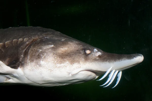 Beluga, Esturjão Europeu (Huso huso ) — Fotografia de Stock