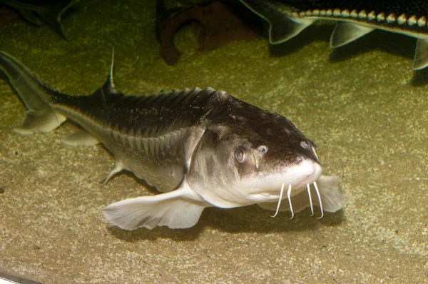 Beluga, Avrupa mersin balığı (huso huso)