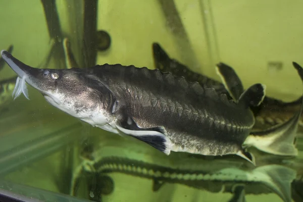 Beluga, Europeiska sturgeon (huso huso) — Stockfoto