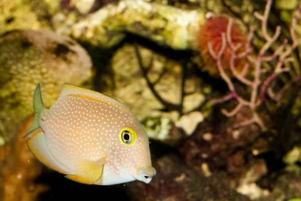 Doktersvissen in aquarium — Stockfoto